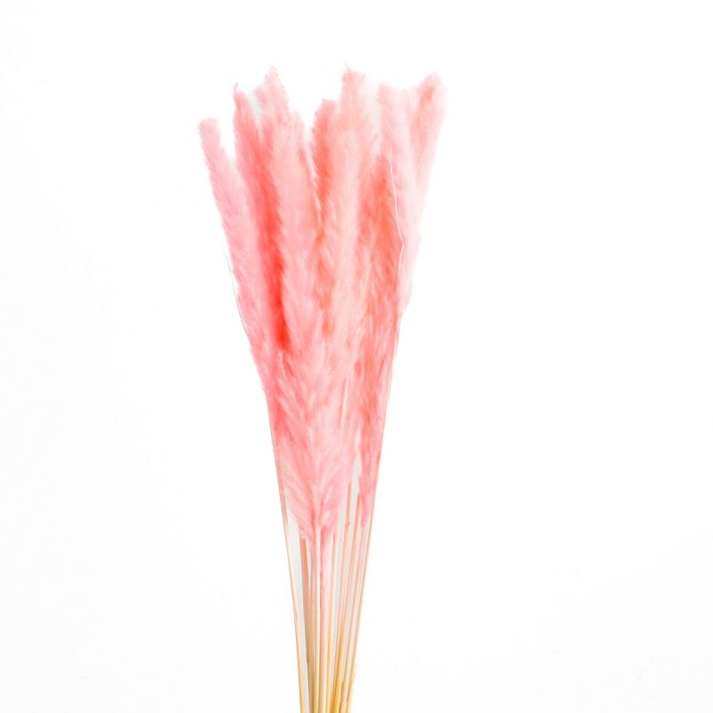 slim pampas grass sakura pink
