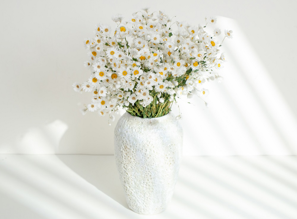 Dried daisies