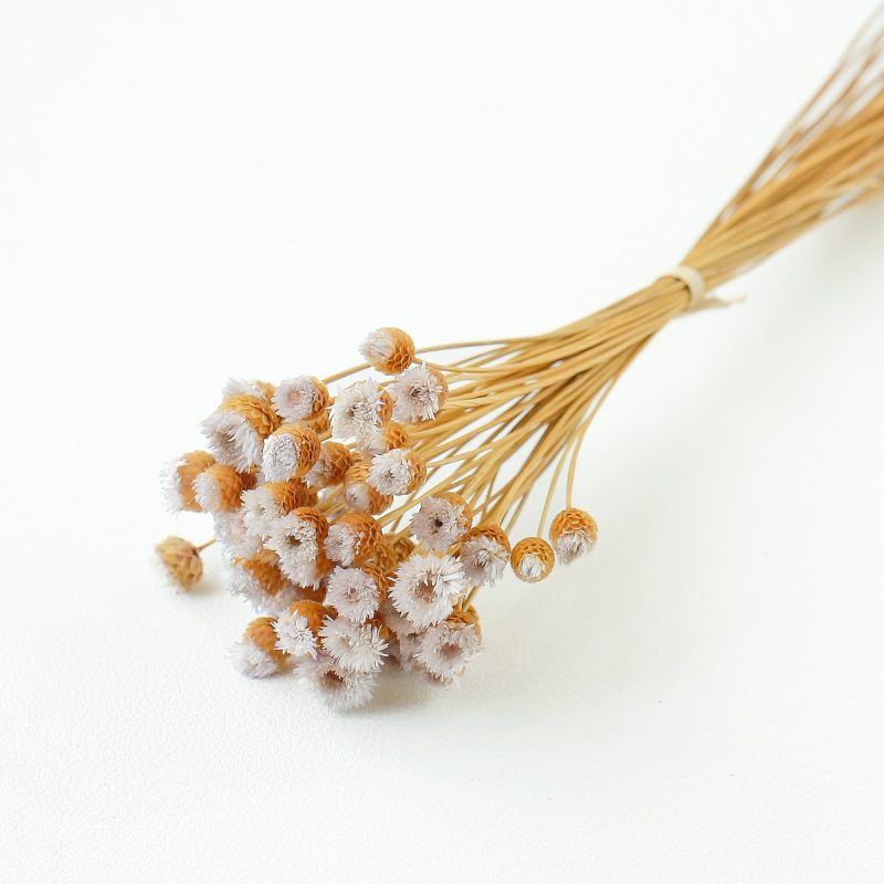 light purple Chamomile Daisy
