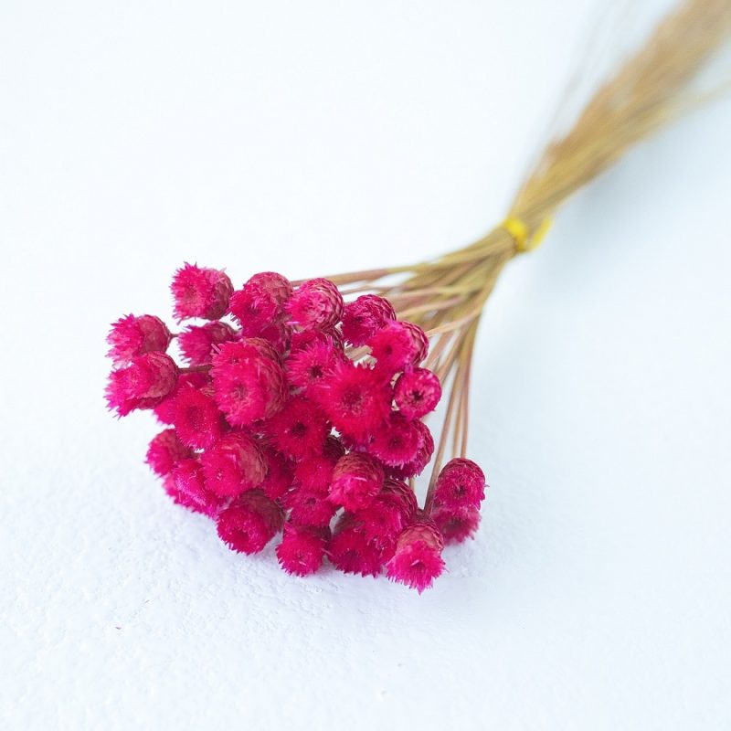 magenta Chamomile Daisy