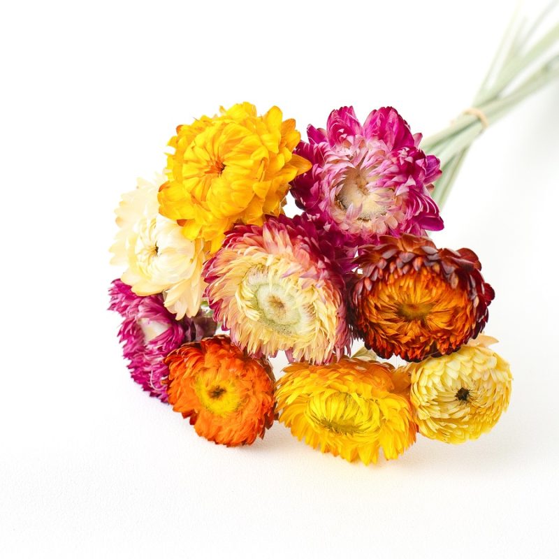 mixed colour helichrysum