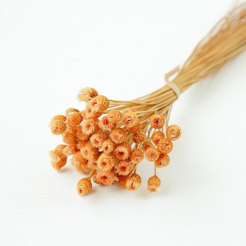 orange Chamomile Daisy