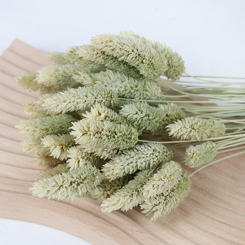 phalaris natural green