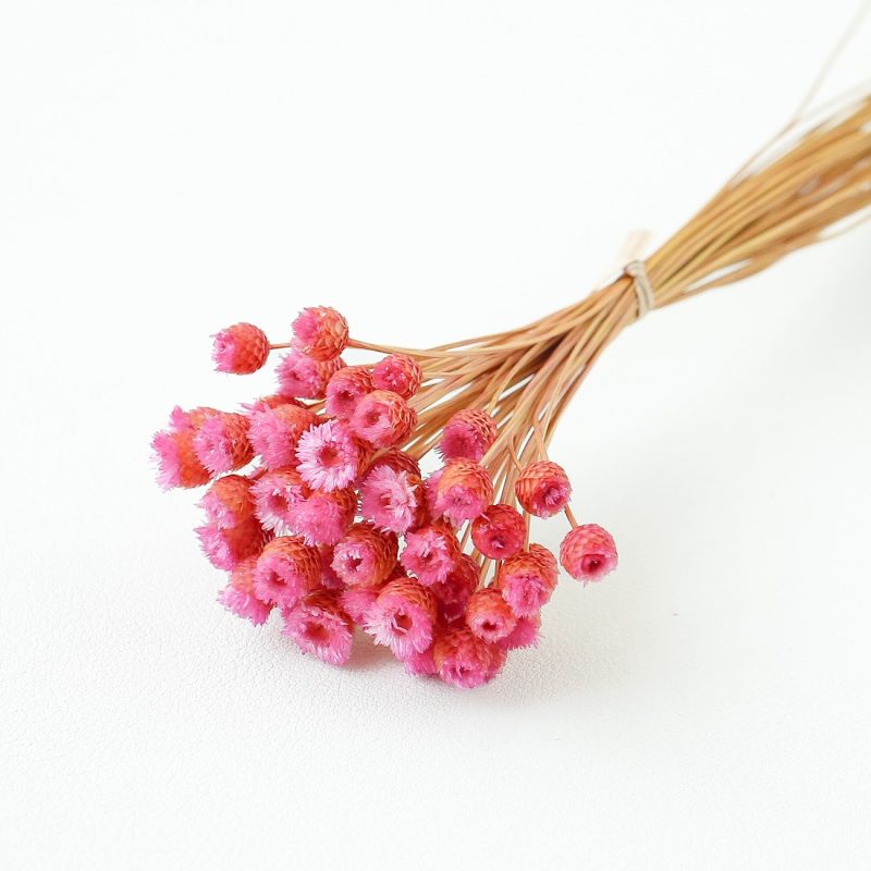 pink Chamomile Daisy