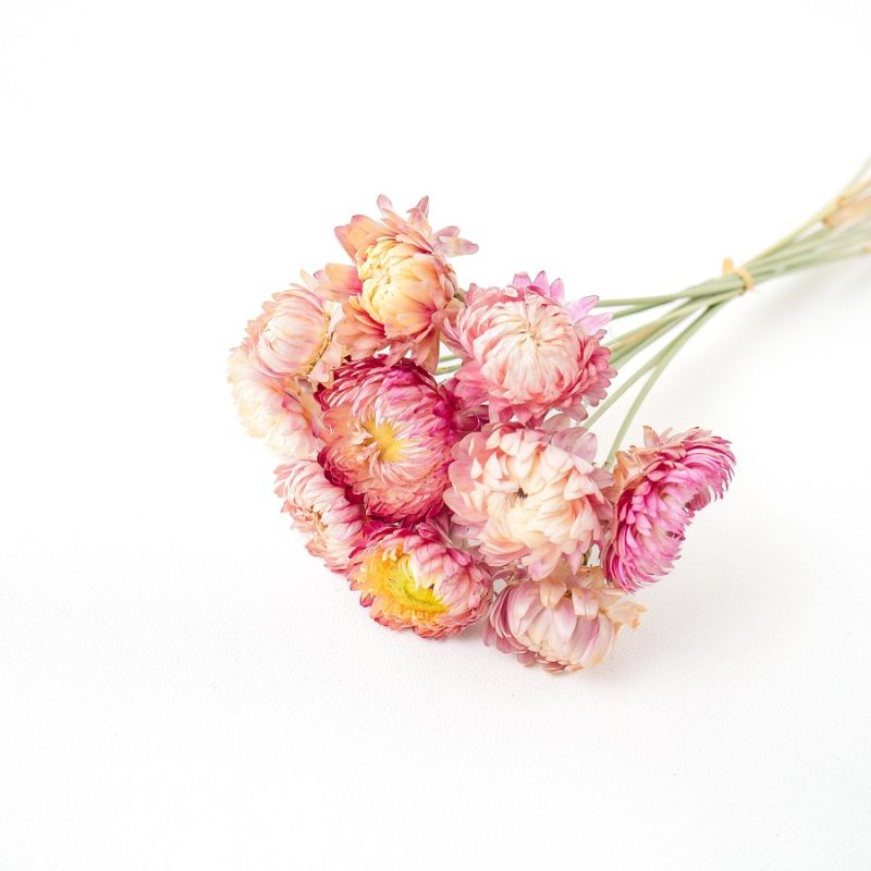 pink helichrysum