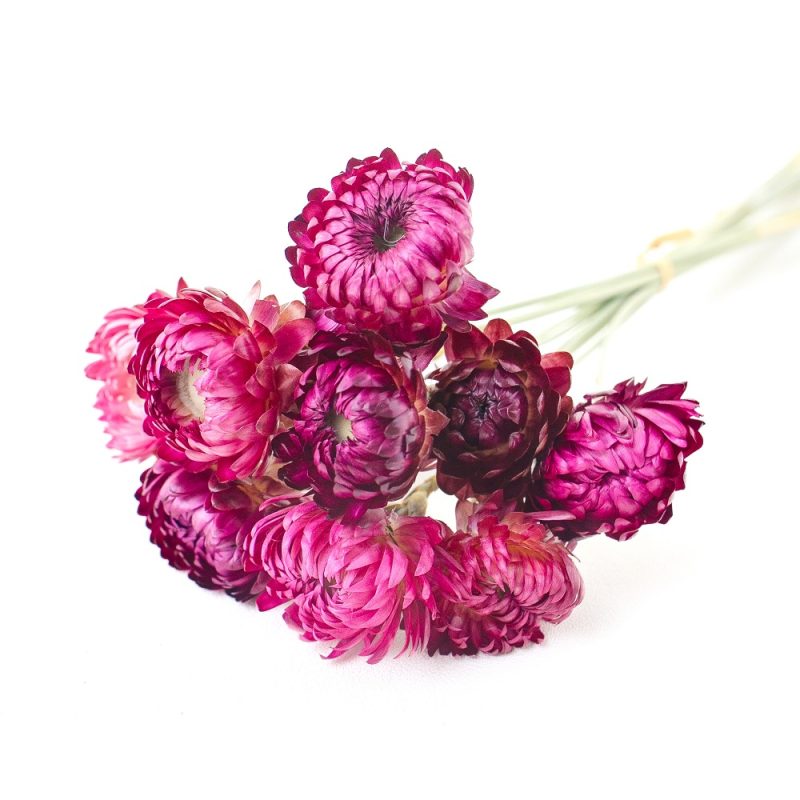 purple helichrysum
