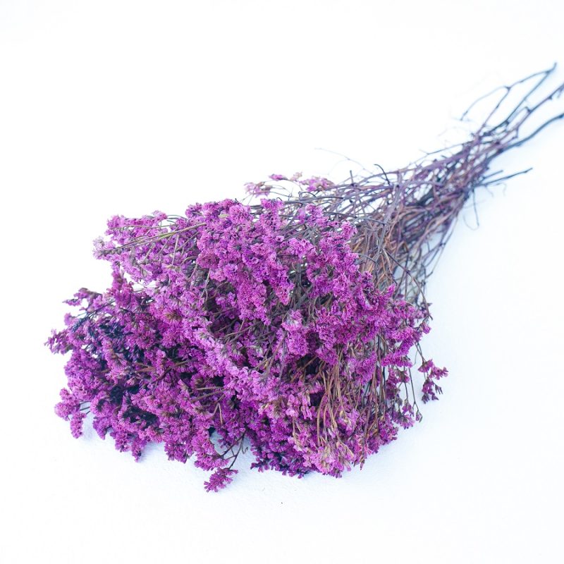 purple limonium