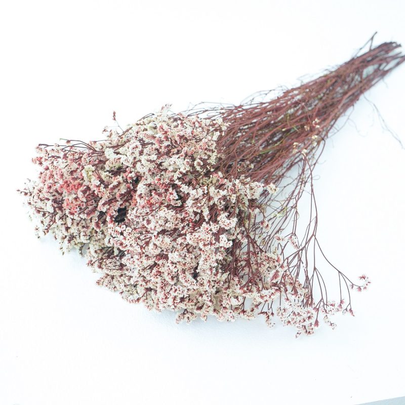 red stem with white flower heads limonium