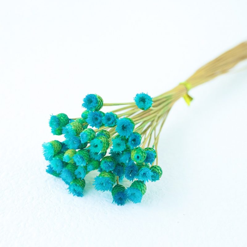 Tiffany blue Chamomile Daisy
