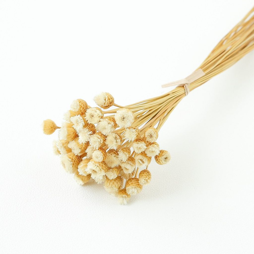 white Chamomile Daisy