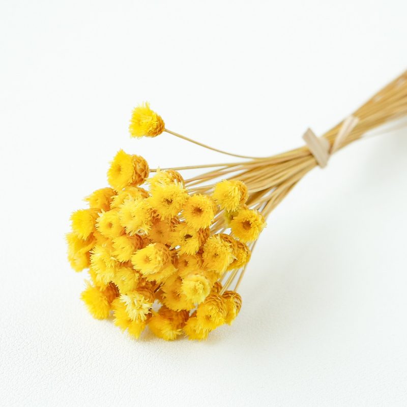 yellow Chamomile Daisy