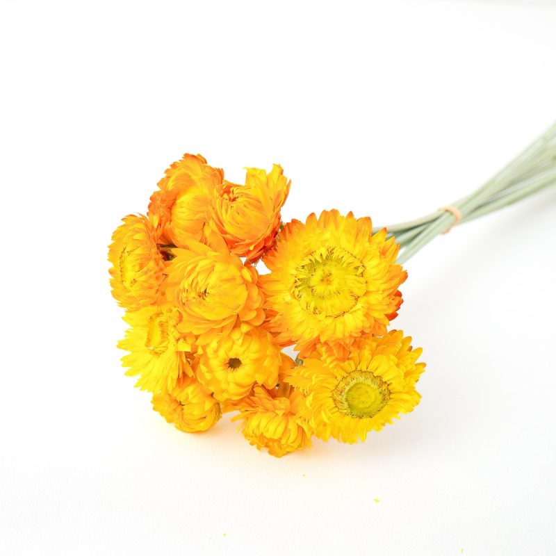 yellow helichrysum