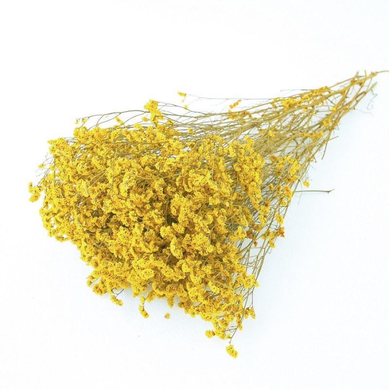 yellow dried limonium