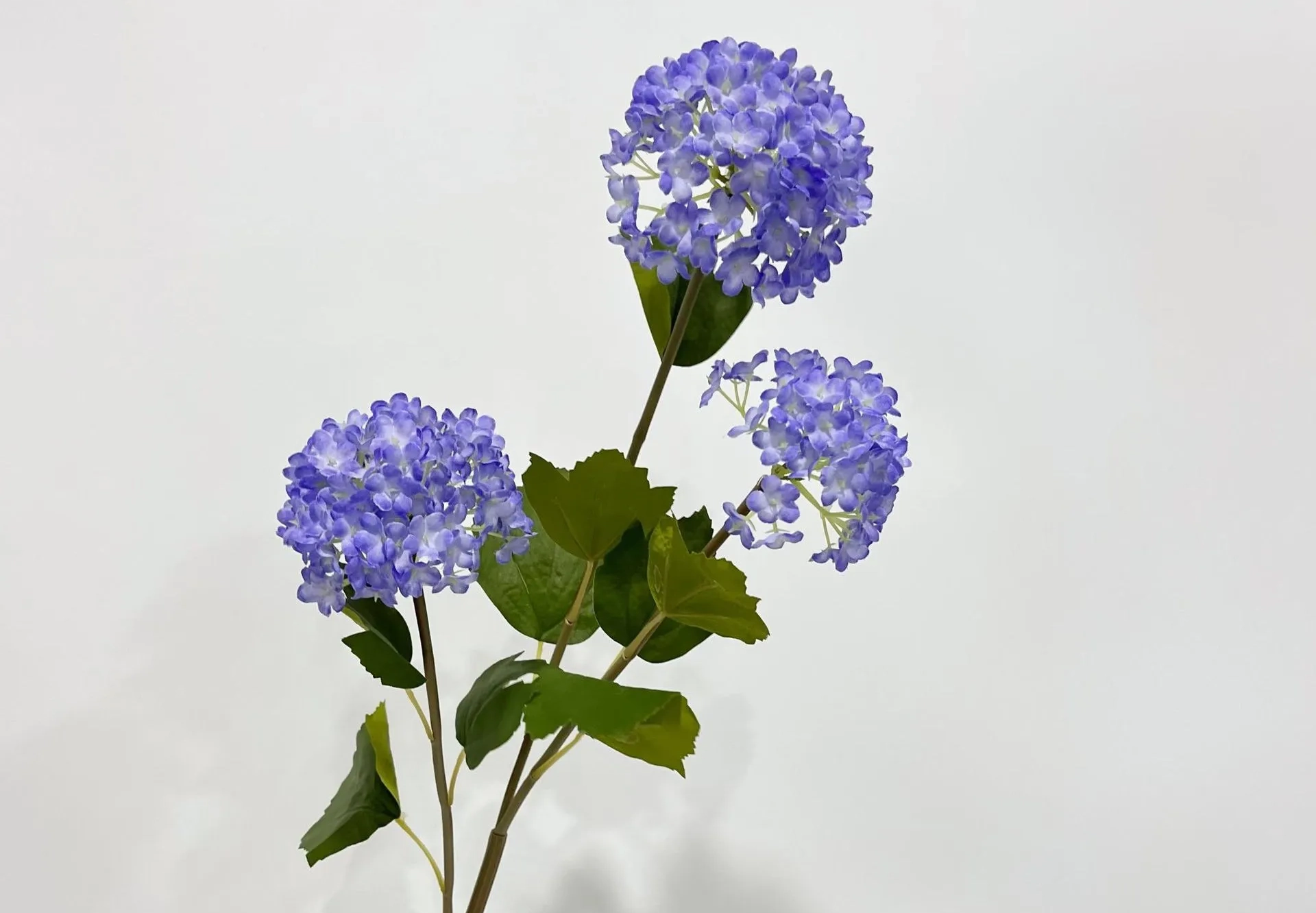 hydrangeas