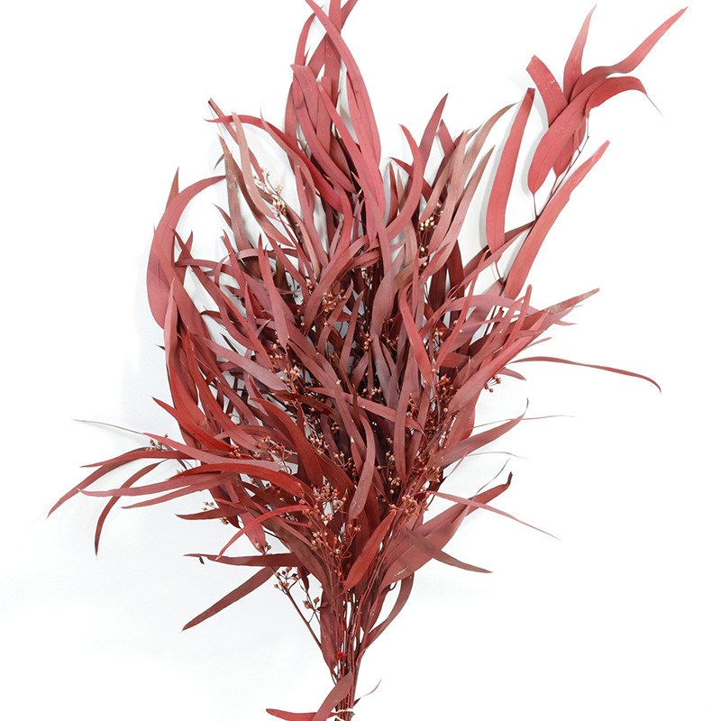 Dark Red Eucalyptus Nicolii