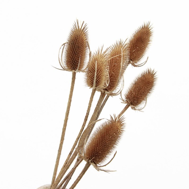 Dried Sea Holly