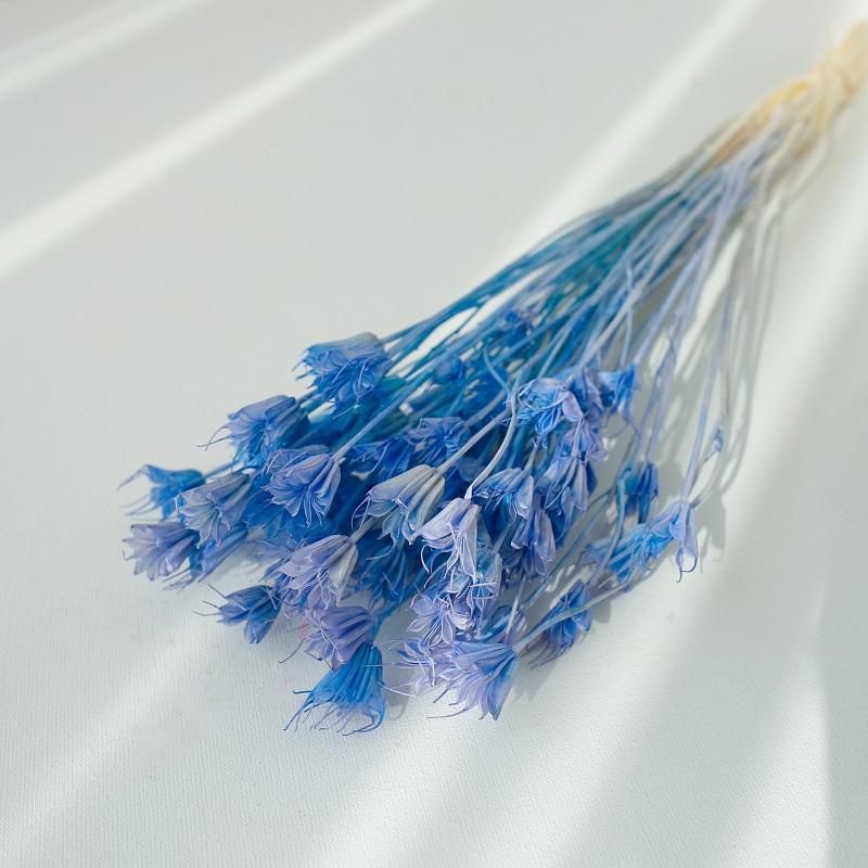 Nigella Orientalis light blue