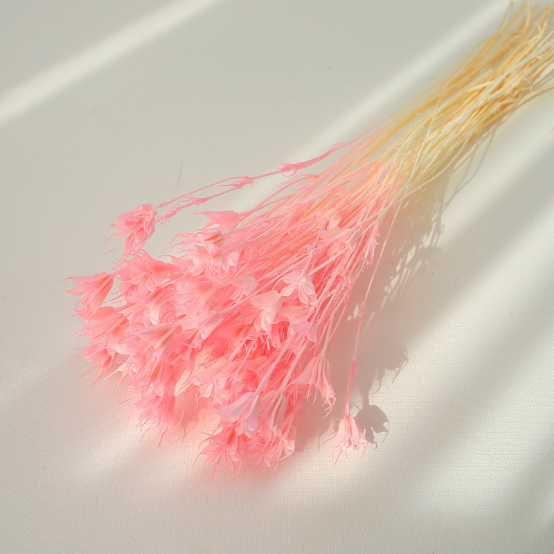 pink Nigella Orientalis