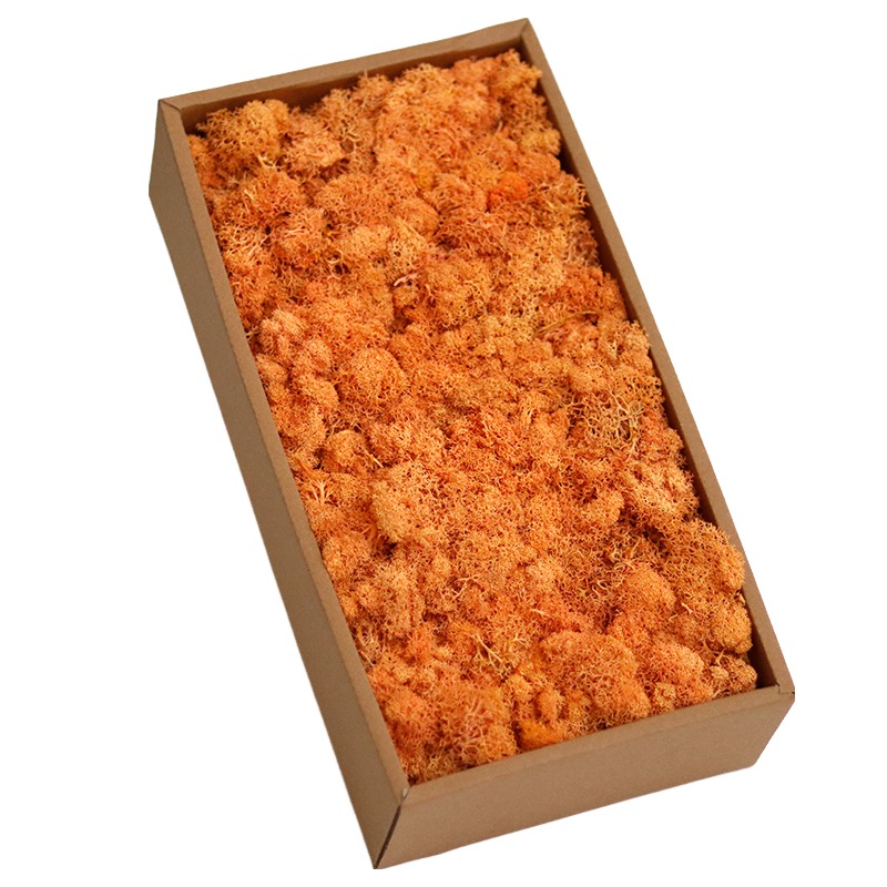 orange preserved moss