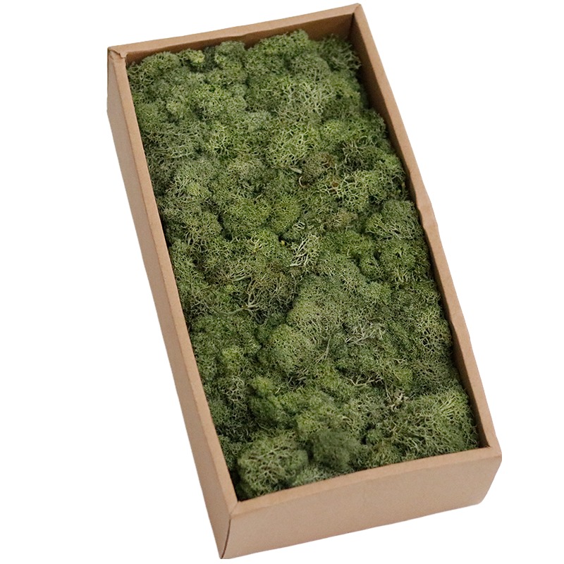soldier green preserved moss