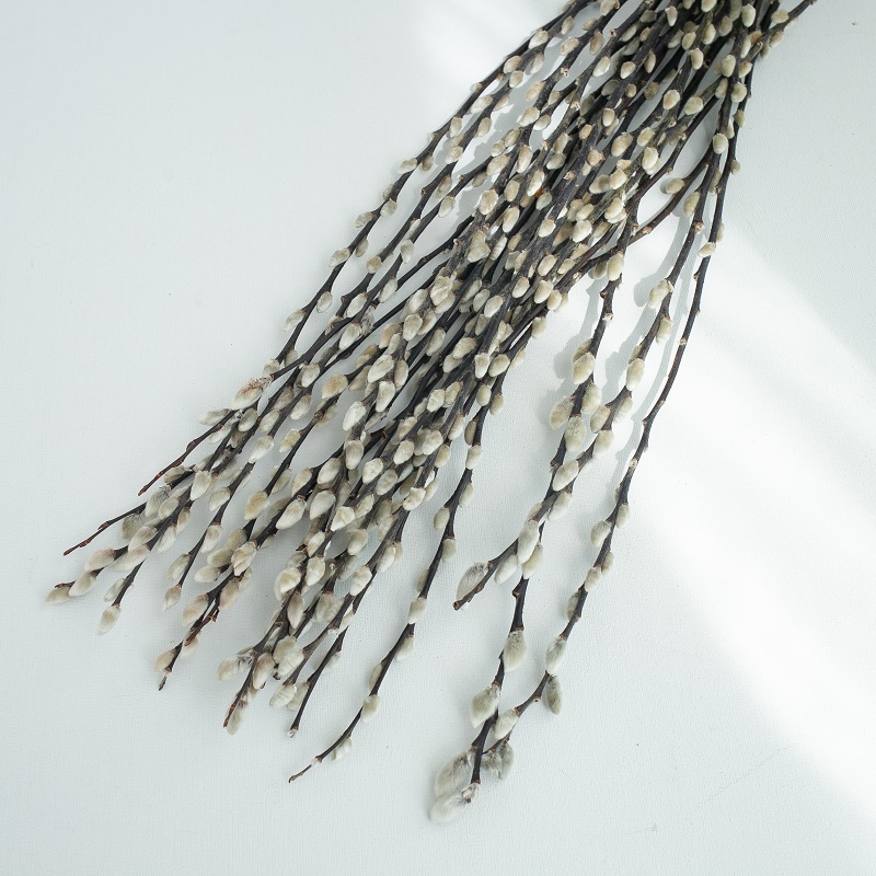 Dried pussywillow