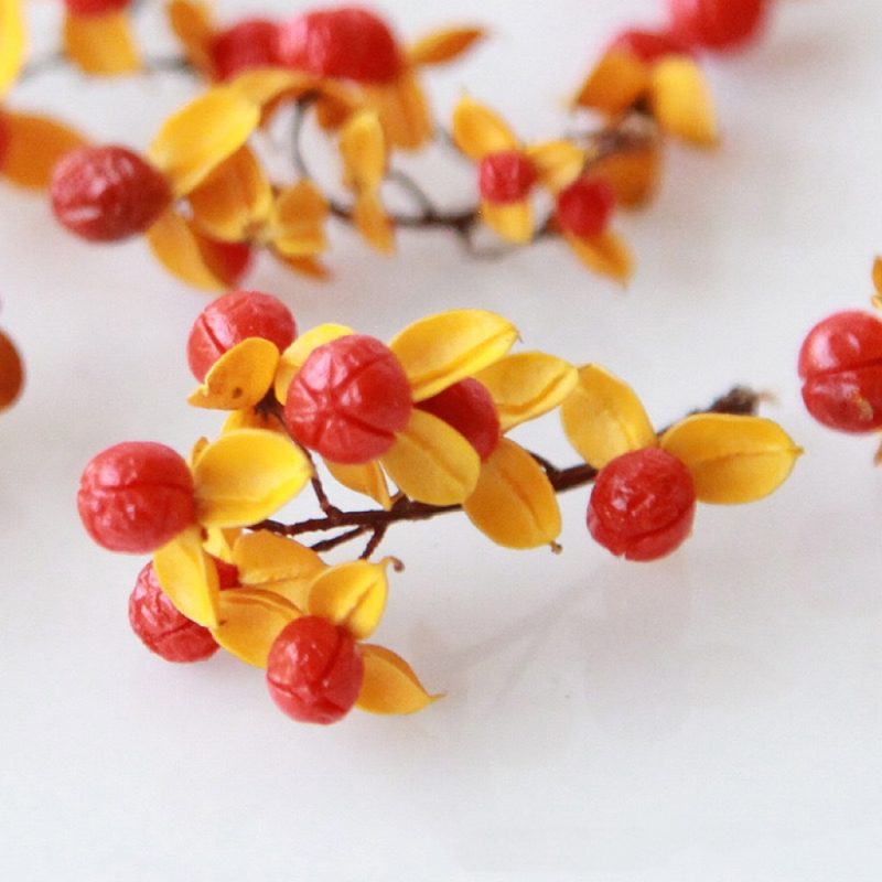 Dried Fruit Celastrus Orbiculatus