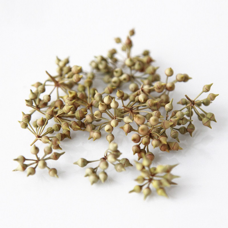 Eucalyptus Nicolii Dried Fruit