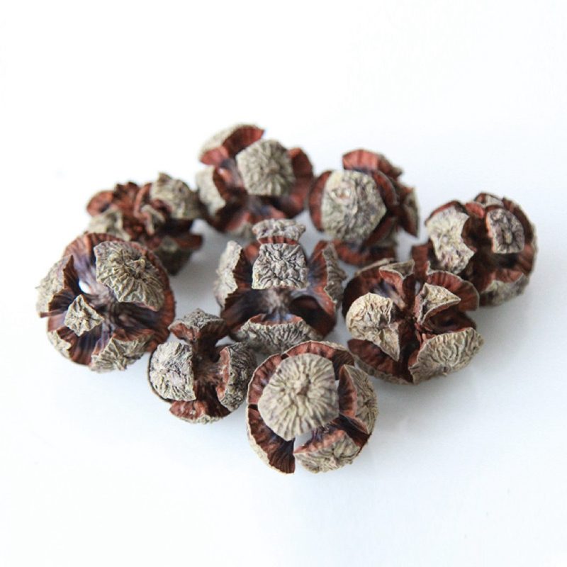 Metasequoia Fruit