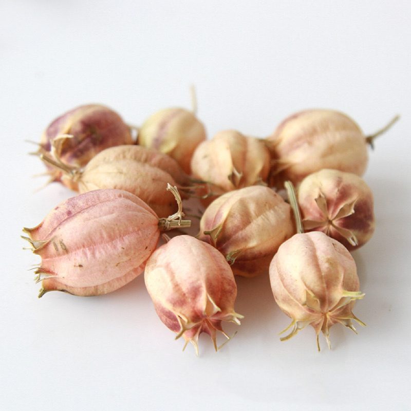 Nigella Pod heads