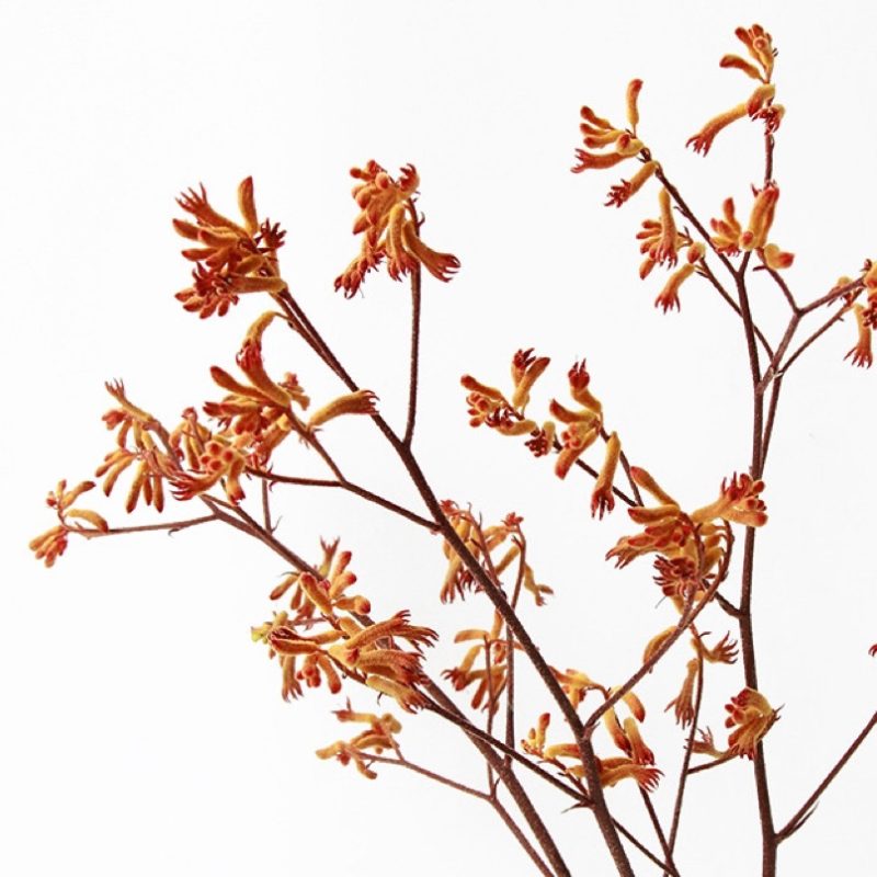 Dried Flower Kangaroo Paw Anigozanthos Orange