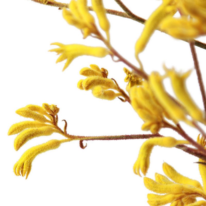 Dried Flower Kangaroo Paw Anigozanthos Yellow