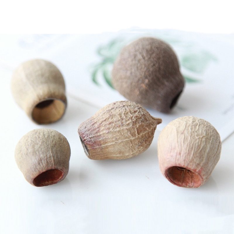 Dried Fruit Eucalyptus globulus Labill Seed