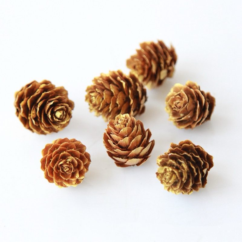 Dried Pine Cones Golden