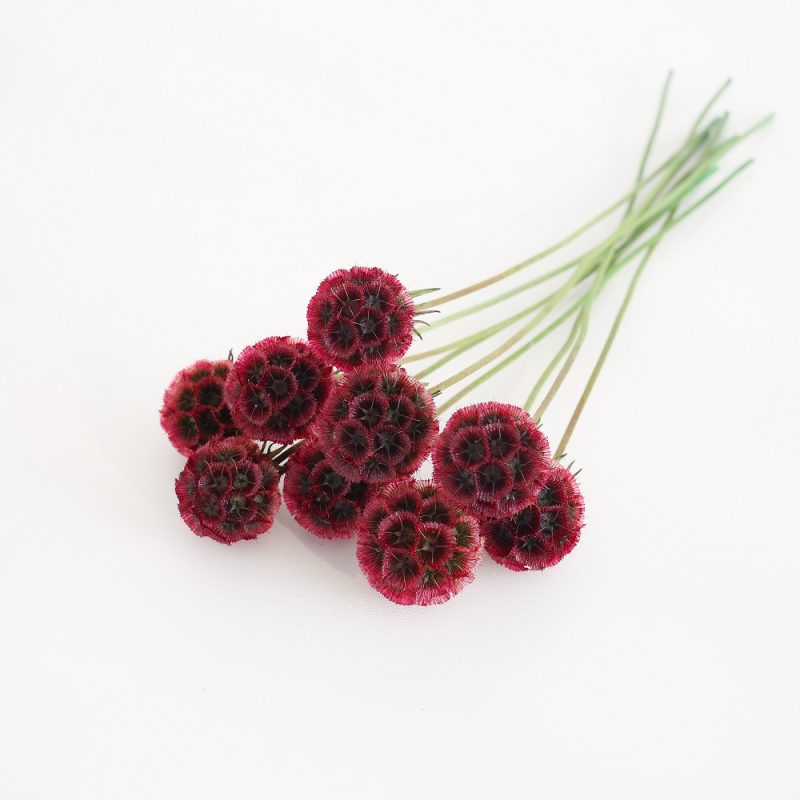 Preserved Drumstick Scabiosa Begonia Red