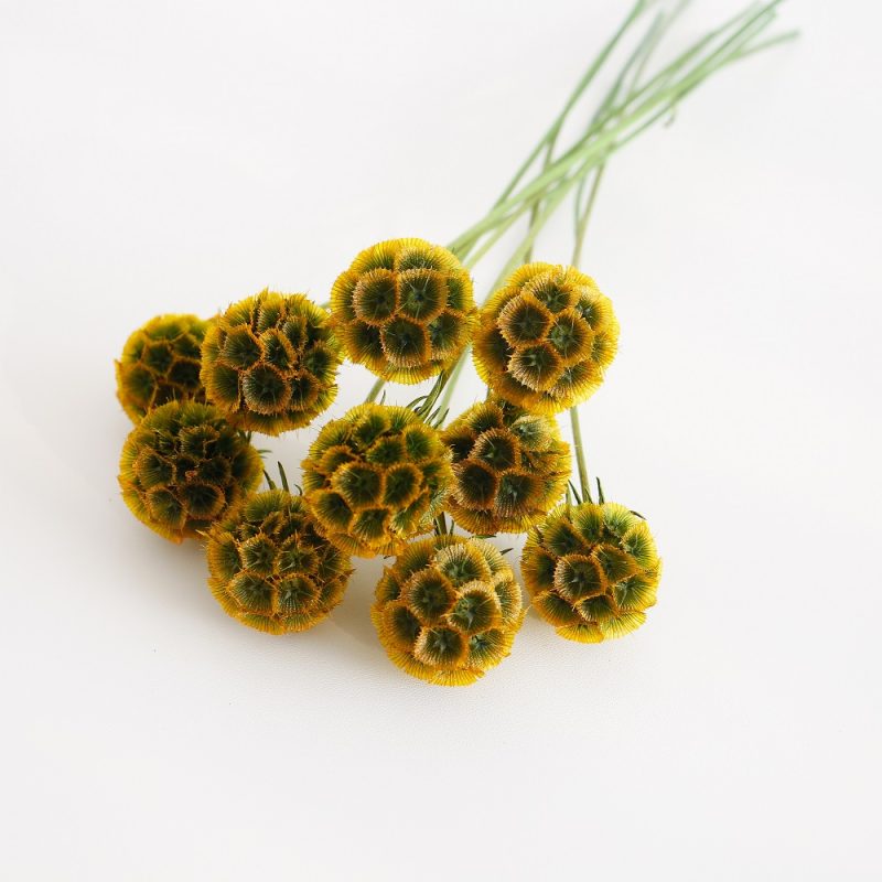 Preserved Drumstick Scabiosa Golden Green