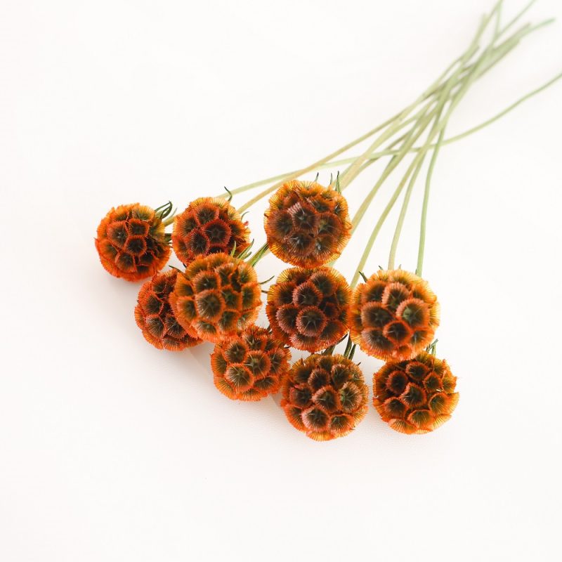 Preserved Drumstick Scabiosa Khaki