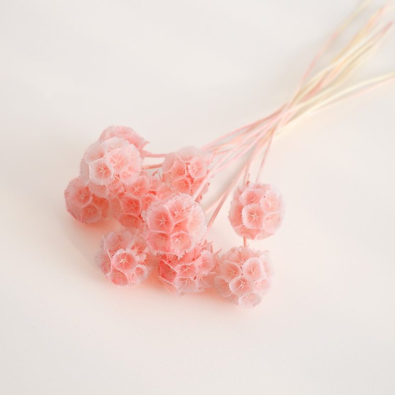 Preserved Drumstick Scabiosa Pink