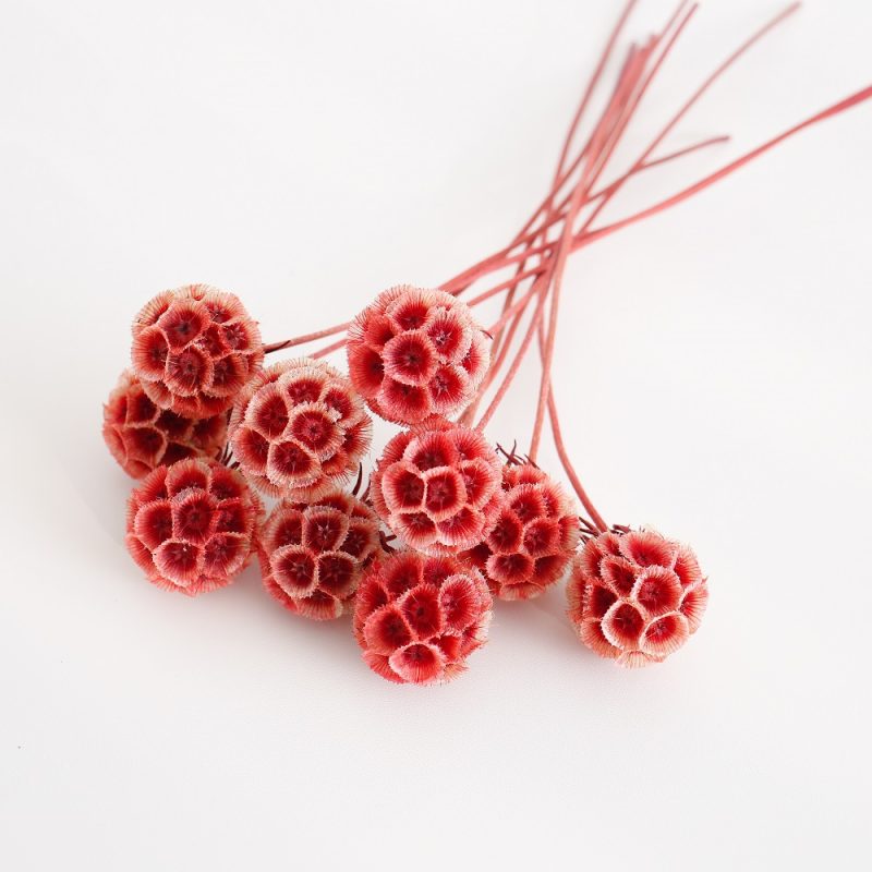 Preserved Drumstick Scabiosa Red
