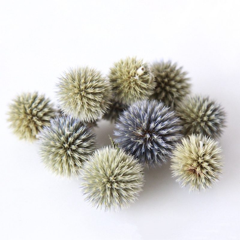 Dried Thistle Heads