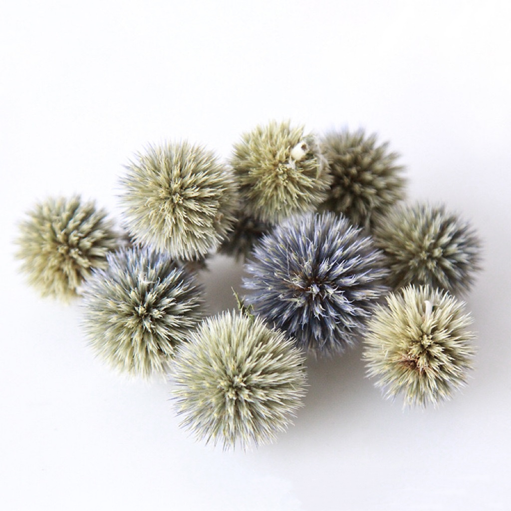 Dried Thistle Heads