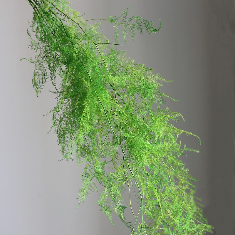 Green Preserved Asparagus setaceus