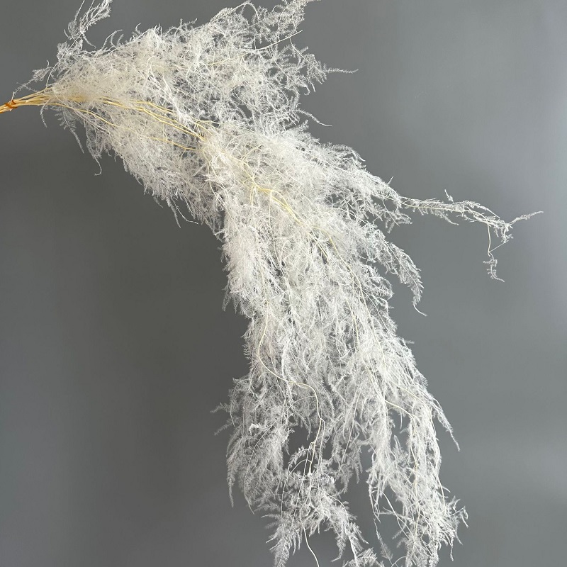 White Preserved Asparagus setaceus