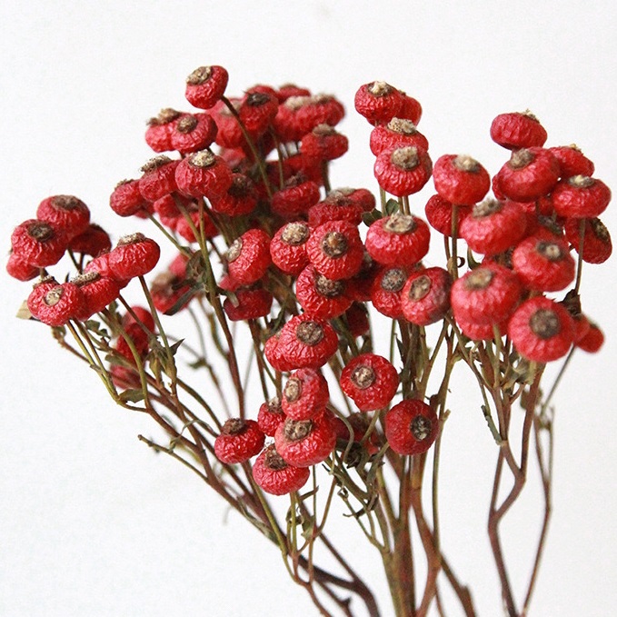 Dried Rose Hips