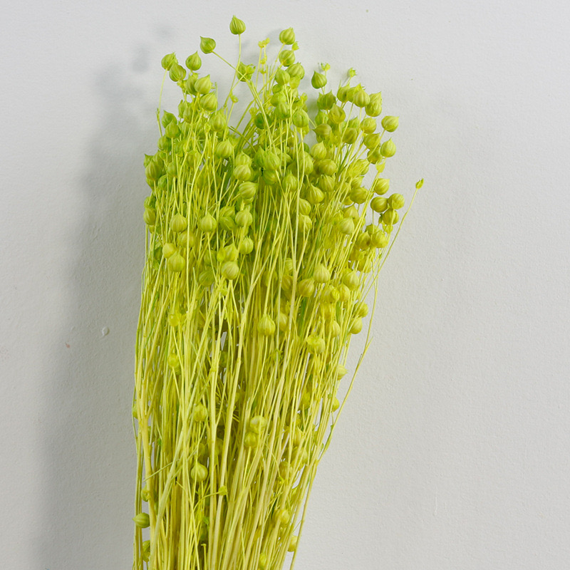 Green Preserved Flax (linum)