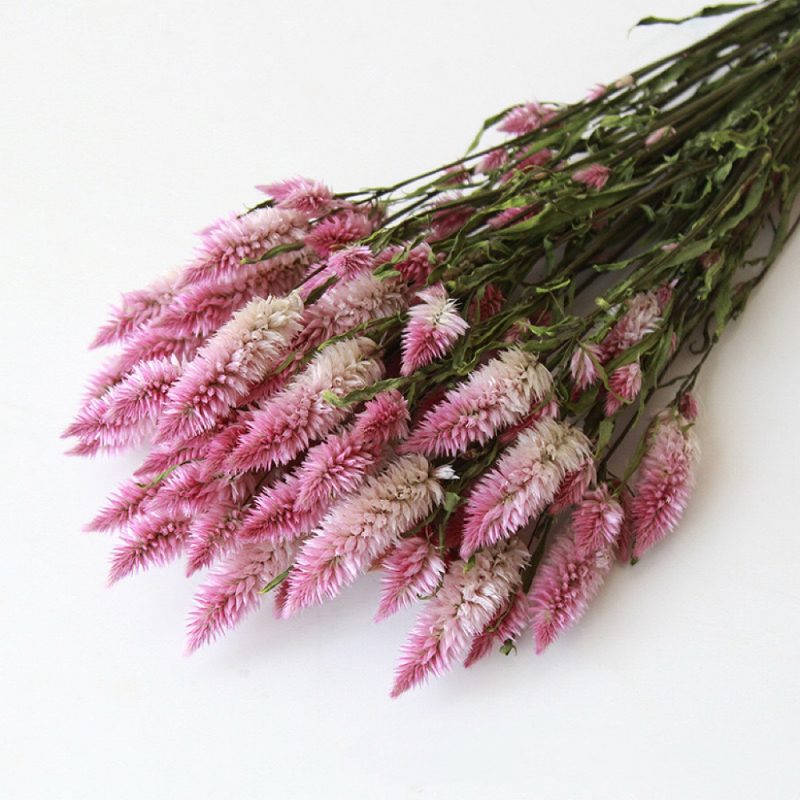 Natural Pale Pink Dried Celosia Flowers (Flamingo Feather)