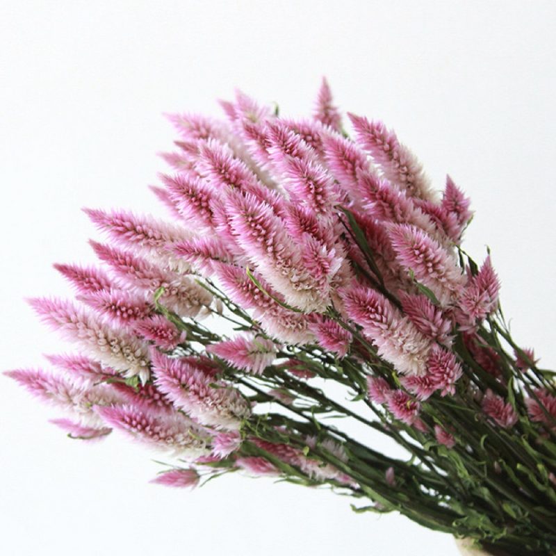 Natural Pale Pink Dried Celosia Flowers (Flamingo Feather)