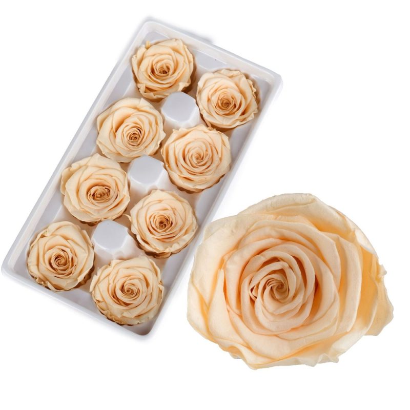 Preserved rose heads champagne