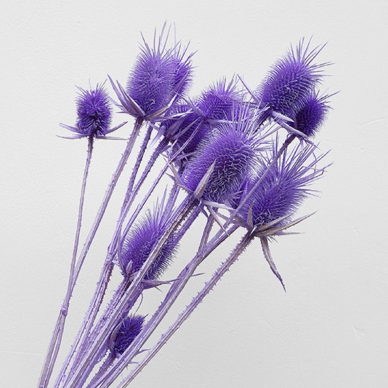 Purple Preserved Cardistella Thistle