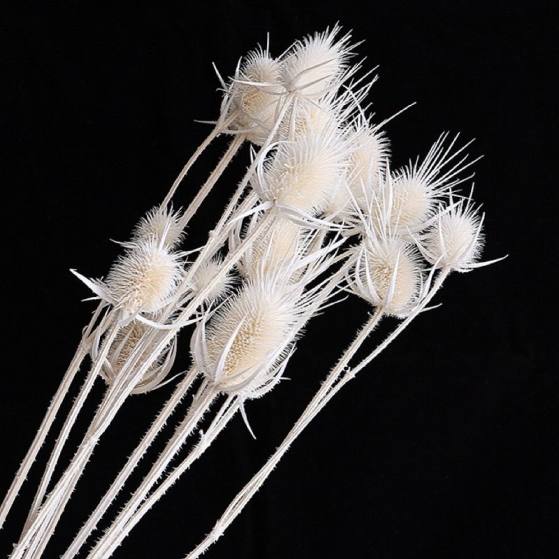 White Preserved Cardistella Thistle