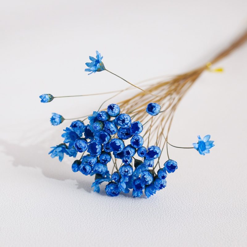 Blue Dried Glixia Flower